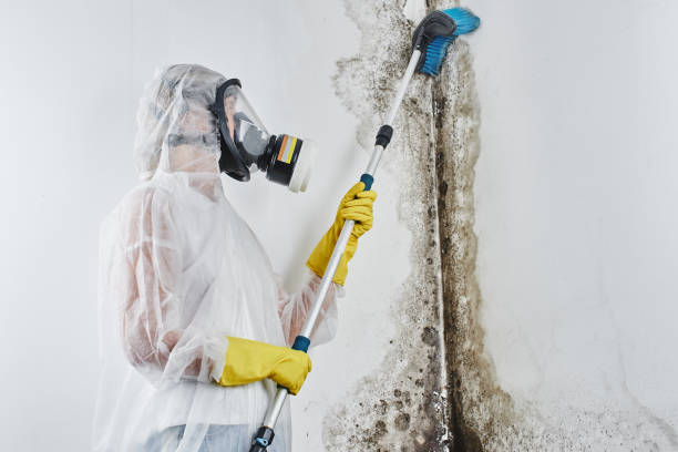 Best Black Mold Removal  in Guerneville, CA